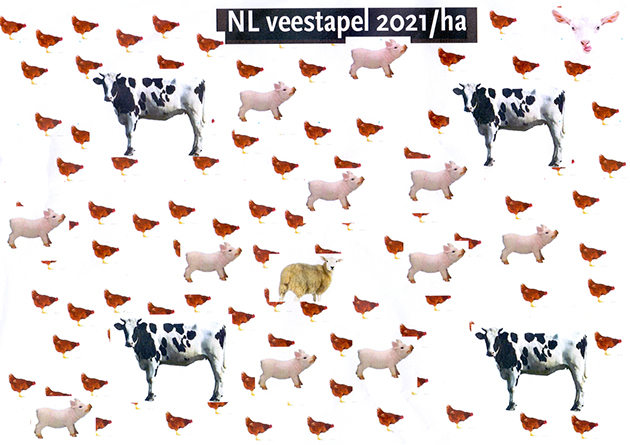 Intensieve veeteelt nederland